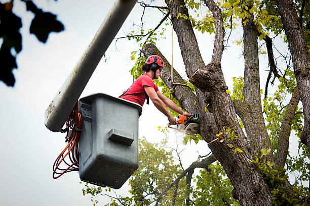 Professional Tree Removal in Cimarron Hills, CO